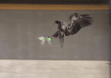 Голландская полиция тренирует орлов для перехвата дронов-нарушителей