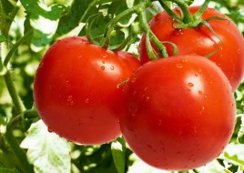 С аналога марсианской почвы собран урожай земных культур