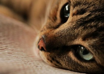 Kedi / «Город котов» Kedi / «Город котов»
