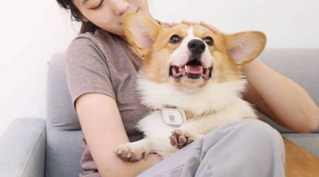 Новинки Xiaomi: умный ошейник для собак за $30 и фильтр для воды за $16 Новинки Xiaomi: умный ошейник для собак за $30 и фильтр для воды за $16