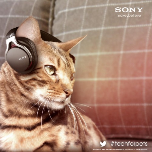 sony_cat_cans-500x500