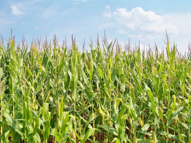 Кукуруза – продукт питания и в то же время сырье для биотоплива