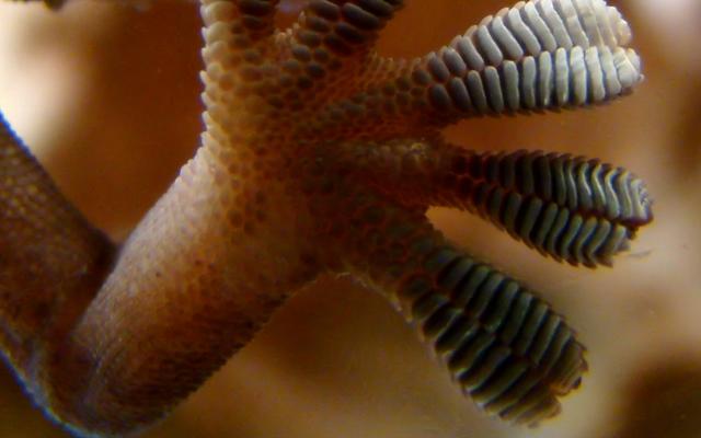 gecko-0814-de