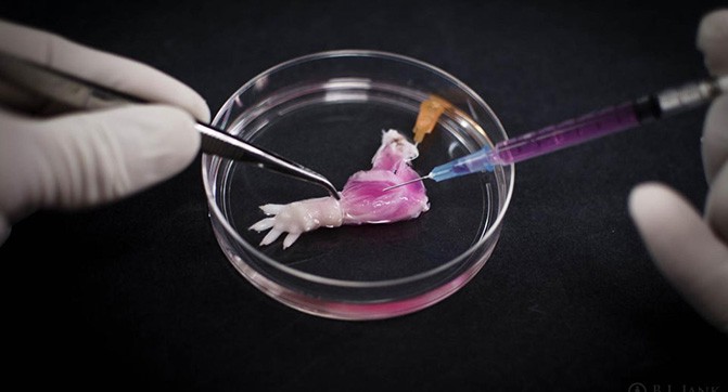 Исследователи смогли вырастить жизнеспособную конечность крысы в лабораторных условиях