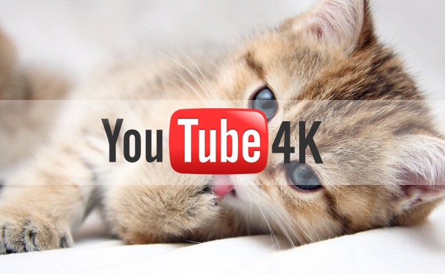youtube-4k-cats