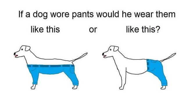 В интернете горячо дискутируют о том, каким образом собаки должны носить брюки