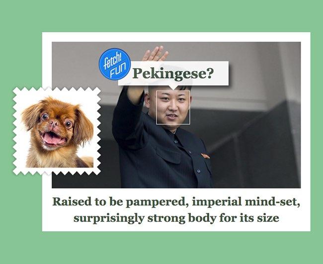 Microsoft запустила сервис What-dog.net для определения породы собак по фото, но его можно использовать и на людях