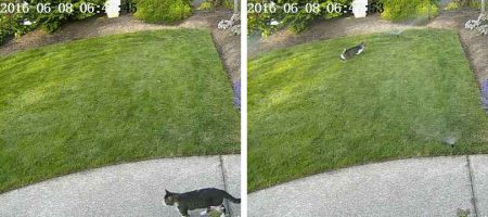 Сотрудник NVIDIA научил нейросеть защищать газон от соседских котов