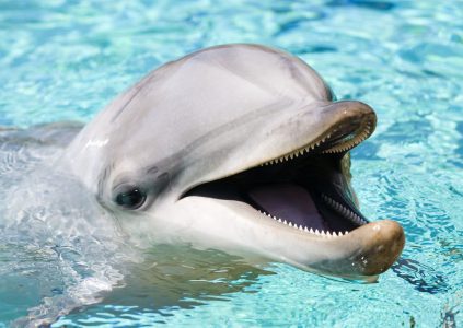 Видео дня: дельфин выхватил iPad у посетительницы дельфинария, которая пыталась его сфотографировать