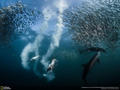 Фотогалерея дня: лучшие фотографии дикой природы за 2016 год по версии National Geographic