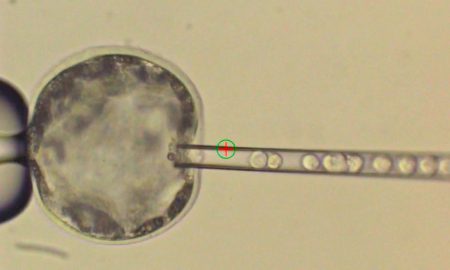 Американские ученые впервые создали жизнеспособные эмбрионы свиньи с человеческими клетками