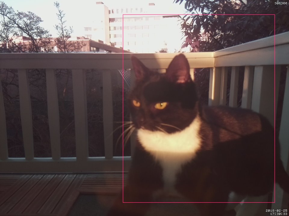 Программист из Амстердама сделал систему распознавания морды своего кота, чтобы узнавать, когда животное хочет домой