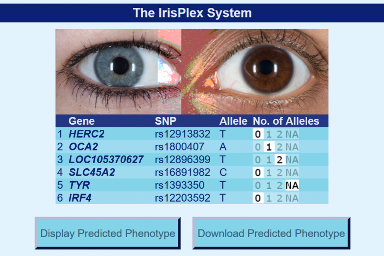 Исследователи запустили бесплатный онлайн-сервис HIrisPlex-S, который позволяет определить цвет глаз, кожи и волос по образцу ДНК