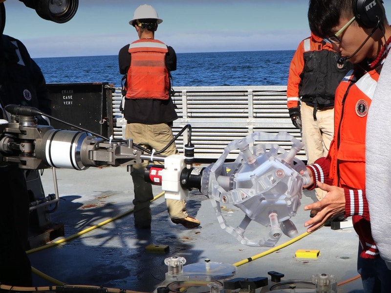Ученые из Гарвардского университета сделали роборуку, способную деликатно ловить морских существ, не причиняя им вреда