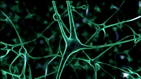 Выращенные «в пробирке» нейроны стали проявлять электрическую активность, похожую на активность человеческого мозга