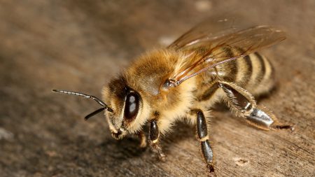 Машинное зрение поможет пчеловодам в борьбе с опасными клещами, паразитирующими на пчелах