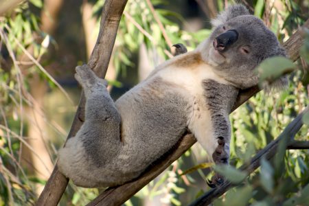 Австралийские ученые начали использовать дроны для подсчета количества коал