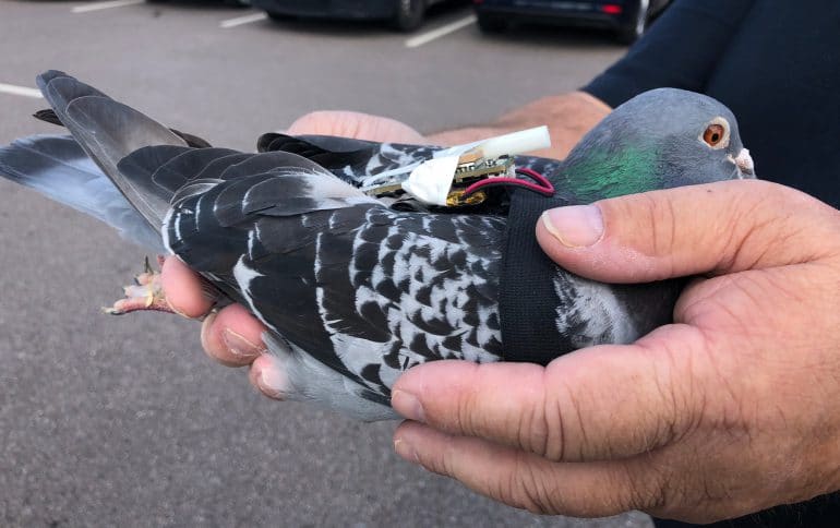 Британские инженеры задействуют голубей для сбора климатических данных