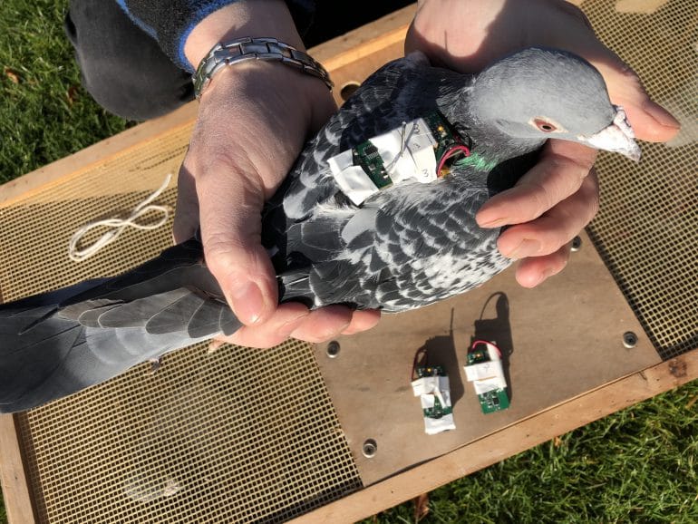 Британские инженеры задействуют голубей для сбора климатических данных