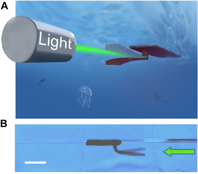 Американские ученые представили робота из гидрогеля, способного уплывать прочь от источника света. При этом в нем нет электронных компонентов
