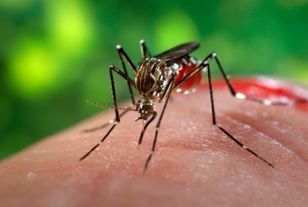 Графеновая пленка защитит от комариных укусов