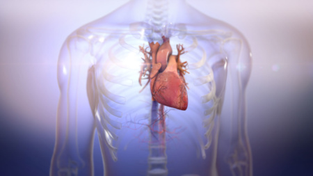 Стартап Biolife4D напечатал работоспособное мини-сердце