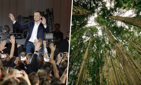 После заявления о «финансовой неликвидности» под присягой Илон Маск пожертвовал $1 млн на посадку деревьев в рамках кампании #TeamTrees. «Украина» тоже в деле с шестым по размеру взносом