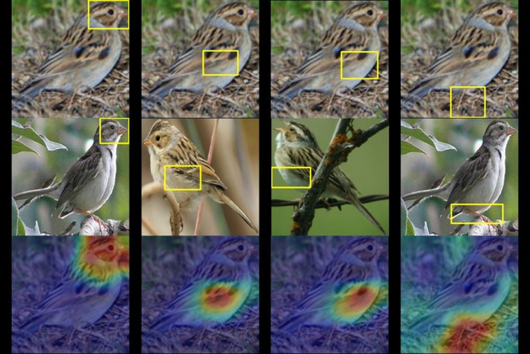 Американские инженеры разработали систему распознавания... птиц