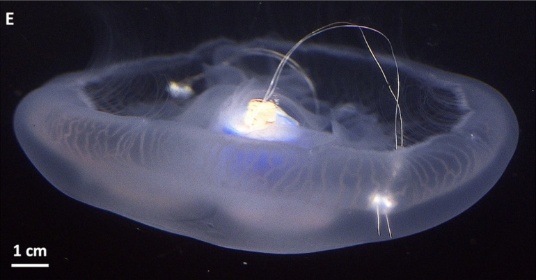 Американские ученые превратили медуз в киборгов