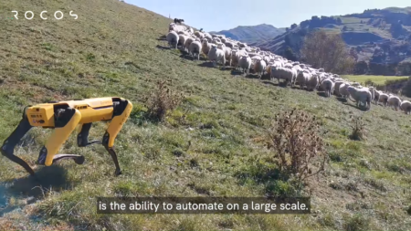 Робот-собака от Boston Dynamics учится пасти овец и заниматься сельским хозяйством [Видео]