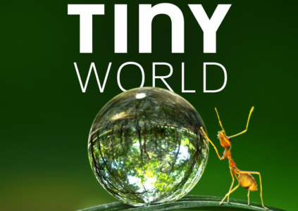 Рецензия на документальный сериал о природе Tiny World / «Крошечный мир»