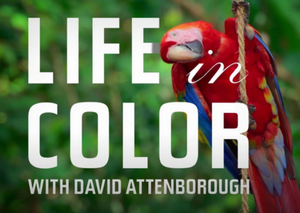 Рецензия на документальный сериал Life In Colour with David Attenborough / «Жизнь в цвете с Дэвидом Аттенборо»