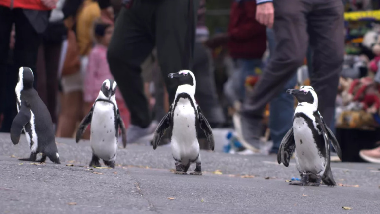 «Місто пінгвінів» / Penguin Town: ситком з життя південно-африканських пінгвінів
