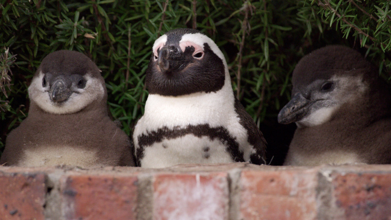 «Місто пінгвінів» / Penguin Town: ситком з життя південно-африканських пінгвінів