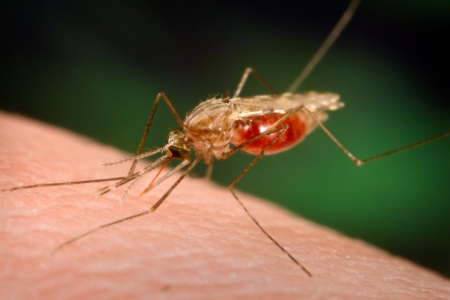 ВОЗ одобрила использование первой в мире вакцины против малярии — ее разрабатывали более 30 лет