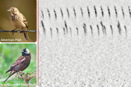 Нейросеть обучили распознавать птиц по пению даже при наличии фонового шума