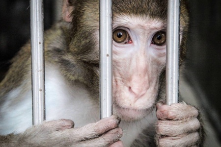 Neuralink Илона Маска обвинили в жестоком обращении с подопытными обезьянами: из 23 выжили только 7