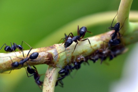 Энтомологи подсчитали количество муравьев на Земле — их почти 20 квадриллионов, а общий вес этих насекомых превышает 12 миллионов тонн
