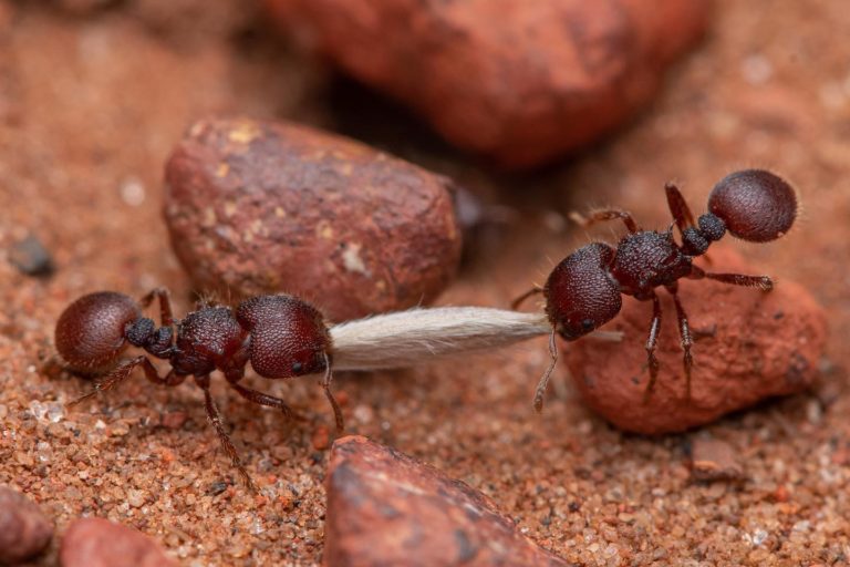 Багато видів мурах є важливими розповсюджувачами насіння