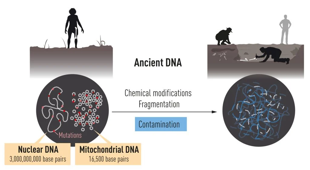 DNA