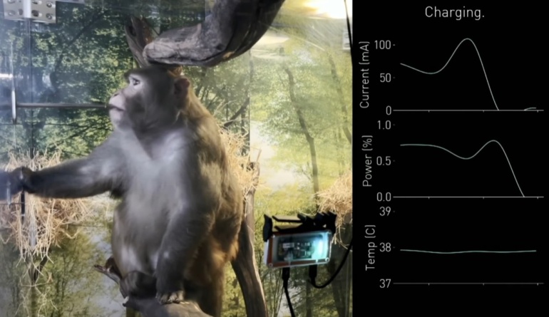 Мавпа з чипом Neuralink у мозку, що друкує на ПК «силою думки», і випробування нейроімплантів на людях через пів року — головне з виступу Ілона Маска