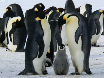 В Антарктиде отследили новую (66-ю) колонию императорских пингвинов за скоплением их экскрементов из космоса
