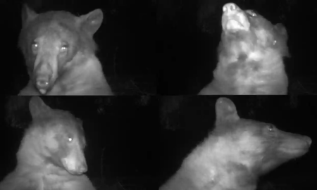 A master class from a predator: a wild bear took more than 400 selfies while posing in front of a surveillance camera