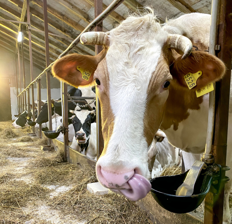 Инвестиции в «Семейные молочные фермы»: как поддержать украинское село и заработать от 21% годовых