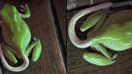 Жаба гадюку їла? Інтернет збентежений знімком, де змія вилазить із жаб’ячої дупи