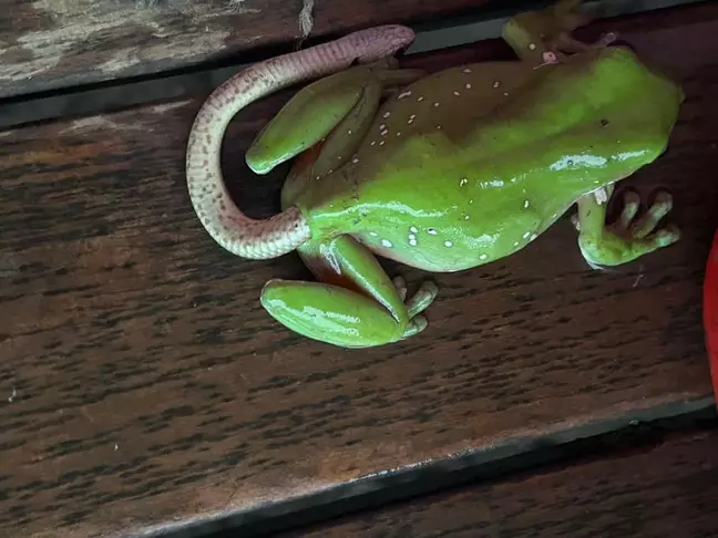 Жаба гадюку їла? Інтернет збентежений знімком, де змія вилазить із жаб’ячої дупи