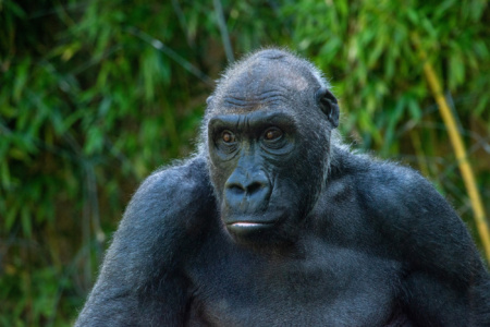 Google Фото й досі не ідентифікує горил – тег видалили у 2015 році, коли програма помилково позначила приматами темношкірих людей