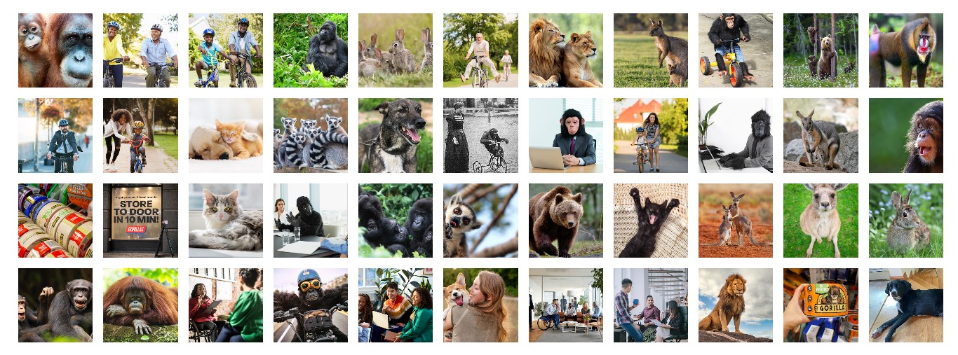 Google Фото й досі не ідентифікує горил – тег видалили у 2015 році, коли програма помилково позначила приматами темношкірих людей 