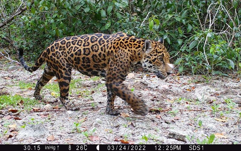 ИИ помог найти ягуаров там, где о них не знали ученые. Это проект защитников природы и Huawei Cloud