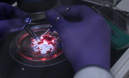 Дослідники поєднали вирощену в лабораторії тканину людського мозку з електронікою
